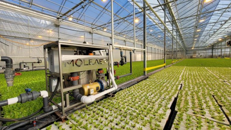 γεννήτρια Moleaer Neo Nanobubble Generator έχει σχεδιαστεί για τη βελτίωση της ποιότητας του νερού και τη βελτίωση της παραγωγής τροφίμων σε θερμοκήπια και καλλιέργειες.