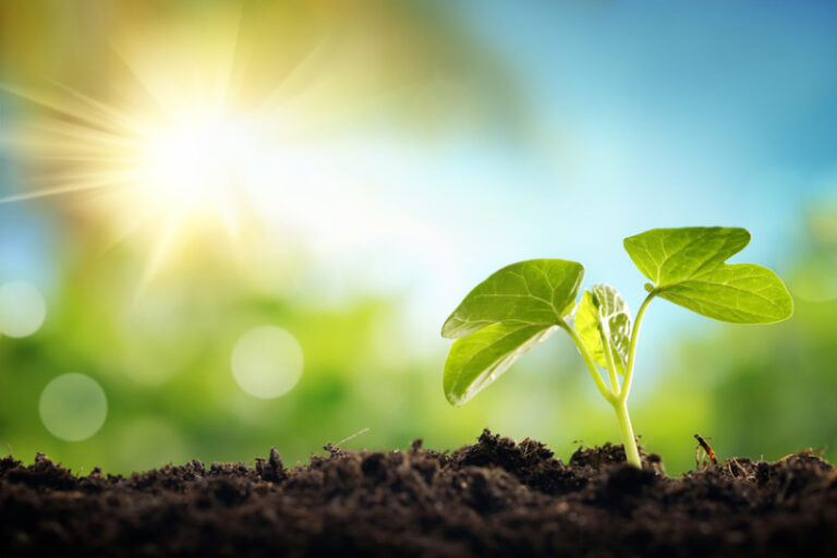 Η φωτοσύνθεση και η αναπνοή είναι οι δύο κύριες διαδικασίες ανάπτυξης των φυτών που είναι βασικές για υγιή φυτά και ποιοτικές καλλιέργειες